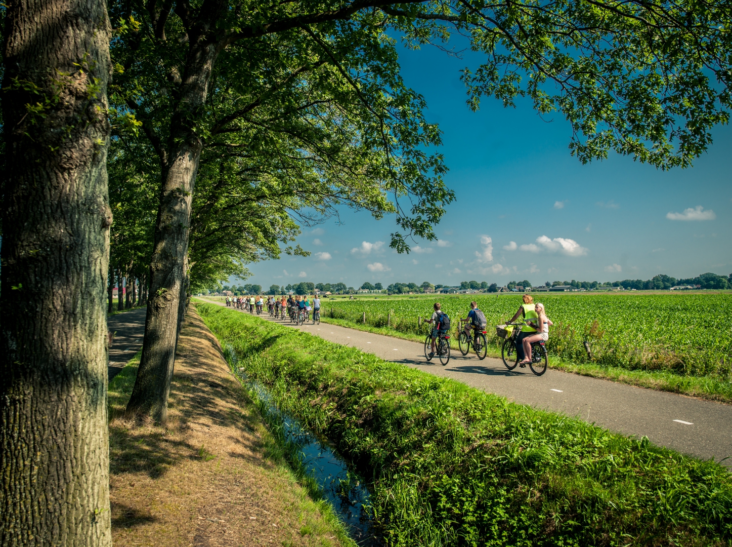 Groep fietsers op een landweg door de polder, tussen een eikenlaan en een maisveld