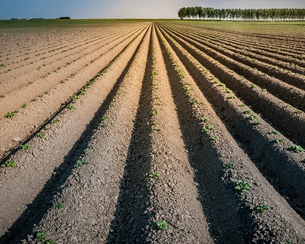 Akker met kaarsrechte aardappelruggen tot aan de horizon, met een rij bomen in de verte